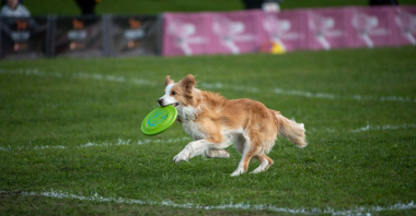 Galeria zdjęć przedstawia pierwszy dzień dogfrisbee World Finals USDDN Polska 2022.