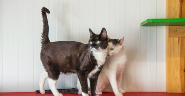Na zdjęciu dwa koty, biały i czarny