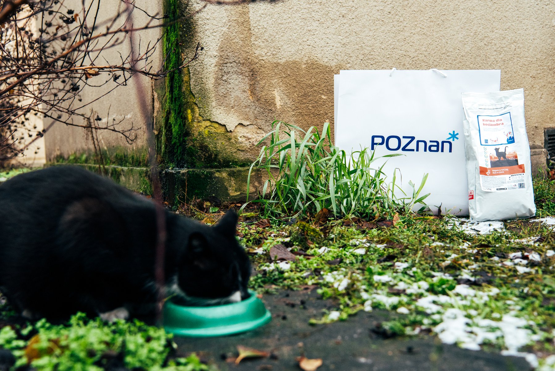 Na zdjęciu kot jedzący z miski, w tle karma i torba z napisem Poznań - grafika artykułu