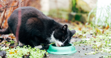 Na zdjęciu kot jedzący z miski