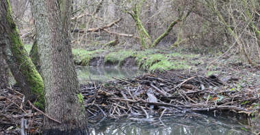 Na zdjęciu staw wodny w lesie, widać połamane gałęzie oraz drzewa