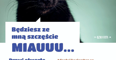 Plakat z kotem oraz informacjami o dniu otwartym w schronisku