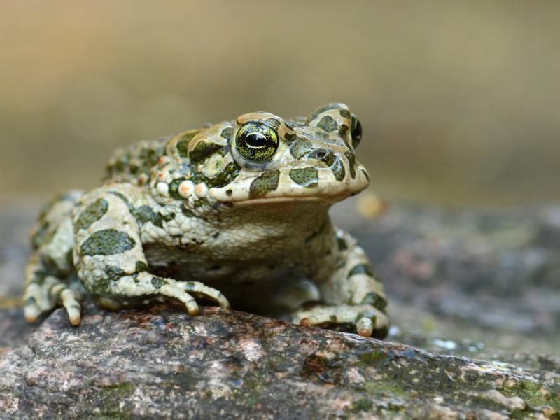 Zdjęcie poglądowe przedstawia zieloną żabę siedzącą na kamieniu - grafika artykułu