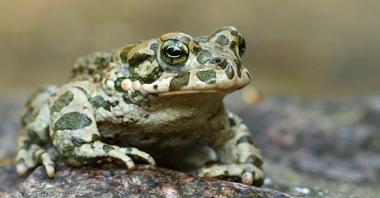 Zdjęcie poglądowe przedstawia zieloną żabę siedzącą na kamieniu