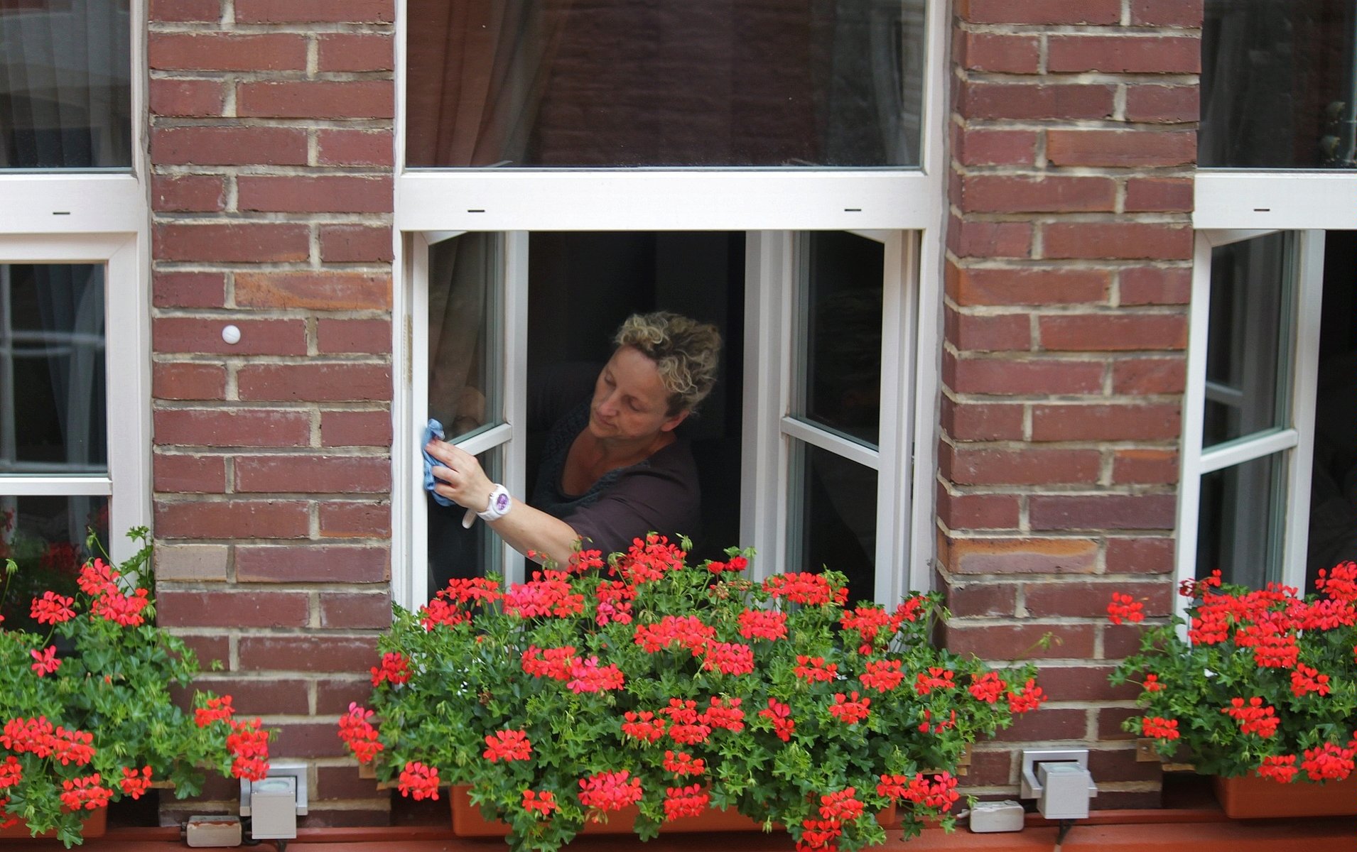 Na zdjęciu kobieta myjąca okno, przed nim kwitnące pelargonie - grafika artykułu