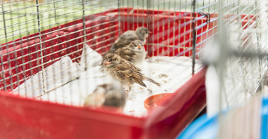 Na zdjęciu trzy ptkai w czerwonej klatce