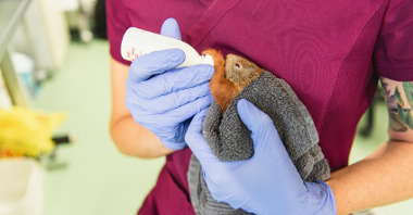 Na zdjęciu osoba karmi butelką małą wiewiórkę zawiniętą w koc