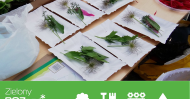 Zdjęcie z roślinami na papierowych talerzykach oraz napisem "zielony Poznań akademia"