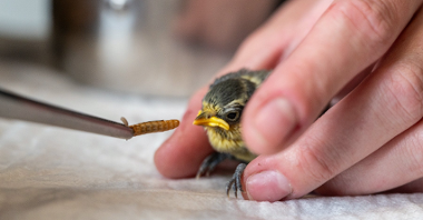 Zdjęcie przedstawia ptaszka i trzymającą go rękę. Na zdjęciu widać też pensetę z robakiem.