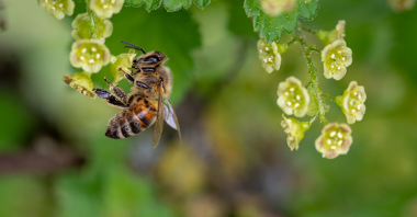 Zdjęcie przedstawia pszczołę.