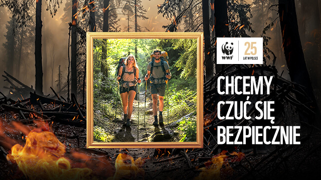 Grafika przedstawia zdjęcie spalonego lasu, w które wpsaowana została ramka ze zdjeciem mężczyzny i kobiety idących przez zielony las z kijami do nordic walking. Obok znajduje się logo WWF i hasło chcemy czuć się bezpiecznie.