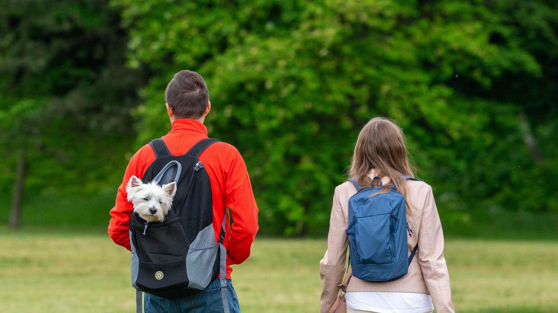 Zdjęcie przedstawia parę, dziewczynę i chłopaka idących przez park. Są odwróceni tyłem do aparatu. Chłopak ma plecak, w którym siedzi mały piesek.
