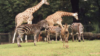 Zwierzęta w poznańskim ZOO