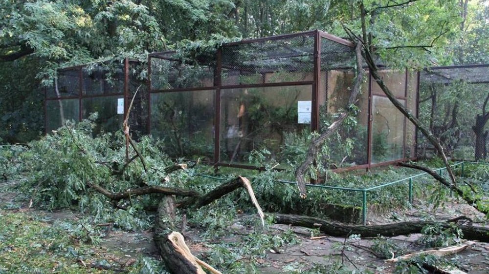 Nowe Zoo