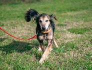 Piąta "Paka dla zwierzaka"