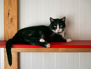 Poznańskie koty świętują