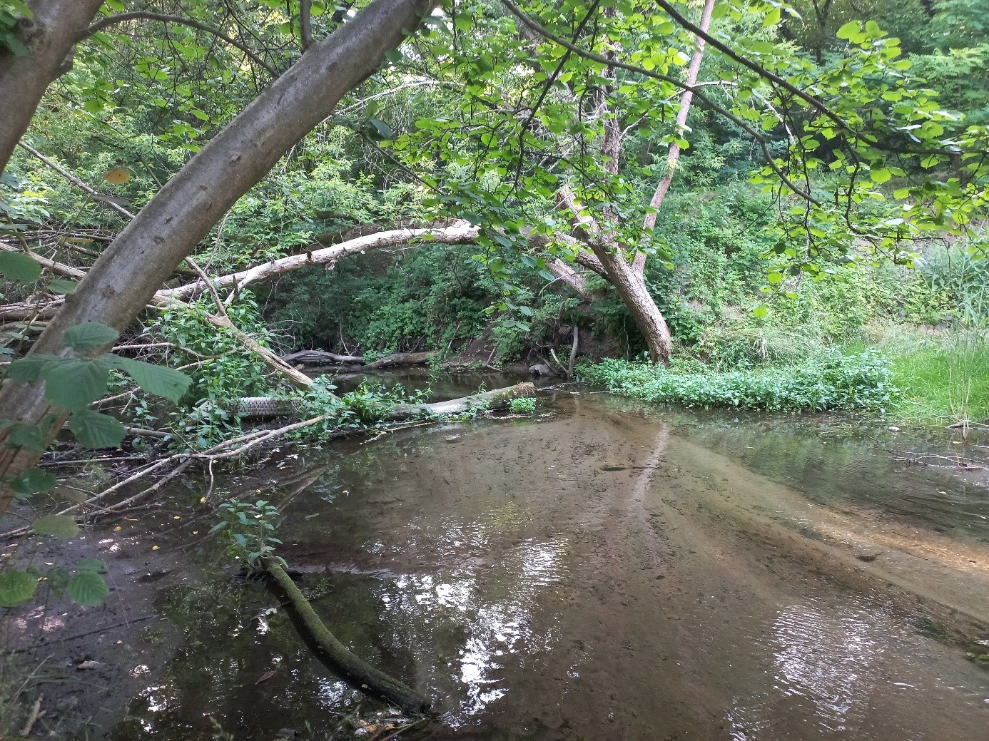 Cybina (Fot. K. Mrozik) Strumyk płynący przez gęsty las. Na pierwszym planie widoczne są pnie drzew i gałęzie leżące w wodzie i na brzegach. Woda jest płytka i mulista, a brzegi porośnięte są zieloną roślinnością.