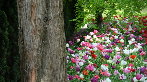 Galeria zdjęć kwiatów przesadzonych z Cytadeli do Ogrodu Botanicznego
