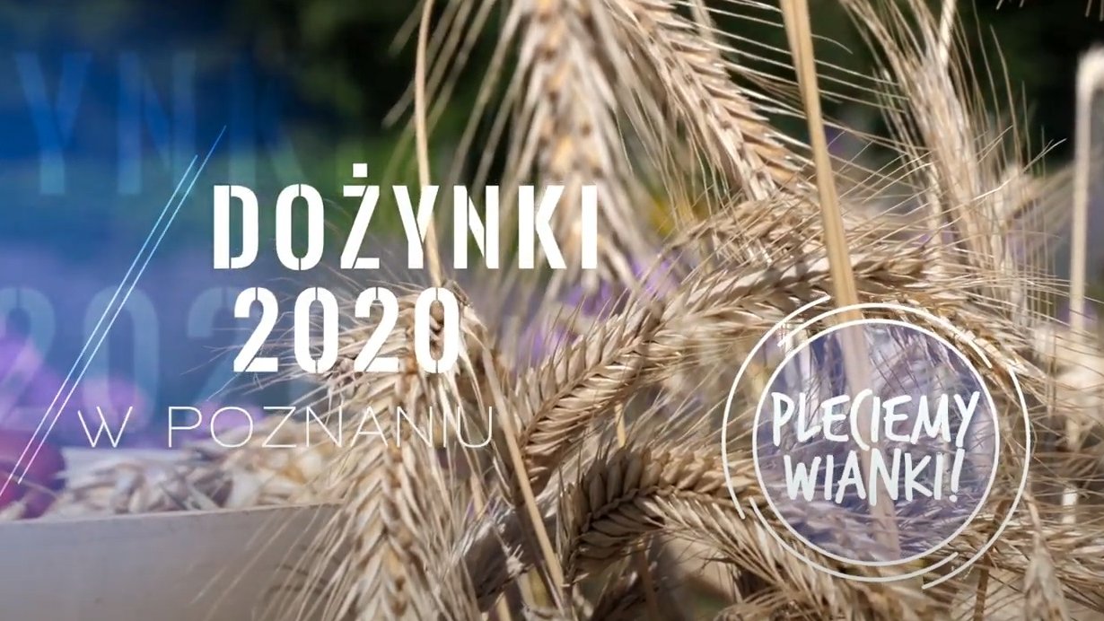 Zdjęcie kłosów zboża, na nich napis: dożynki 2020 w Poznaniu - pleciemy wianki