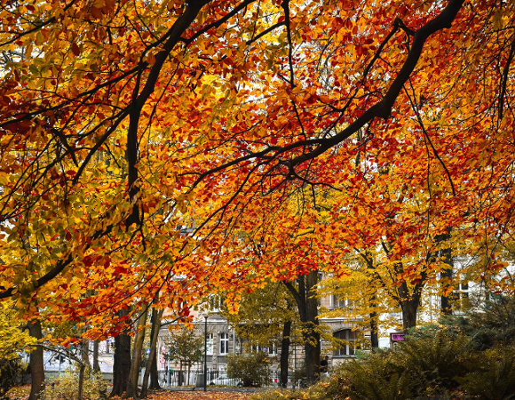 Zdjęcie przedstawia drzewa. W tle widać budynek.