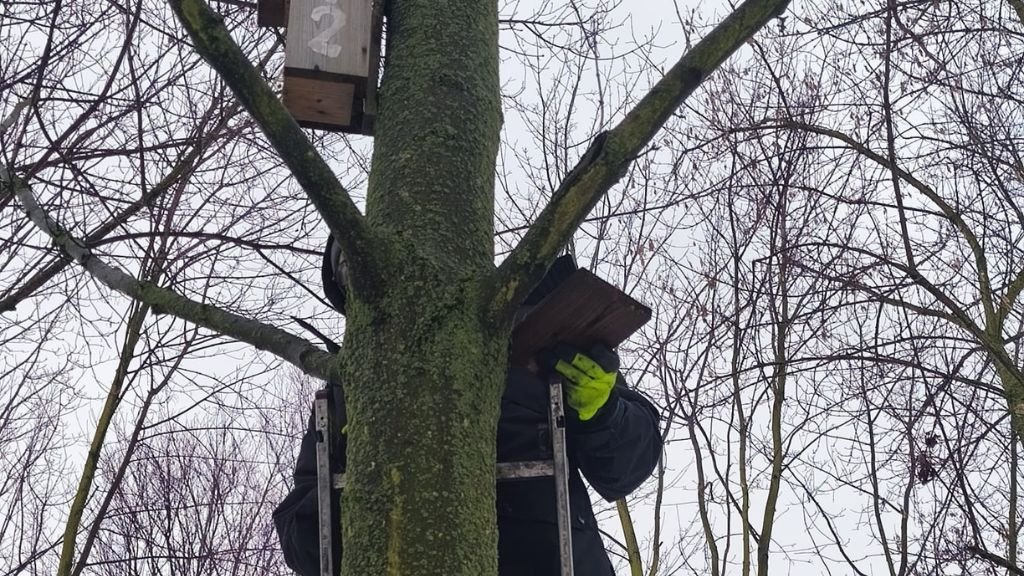 Zdjęcie przedstawia osobę stojącą na drabinie opartej o drzewo, która montuje lub serwisuje drewnianą budkę lęgową dla ptaków. Pracownik ma na sobie ciemną odzież oraz jaskrawozielone rękawice ochronne, a na wyższej gałęzi widoczna jest już inna, zamontowana budka z wyraźnym numerem "2".