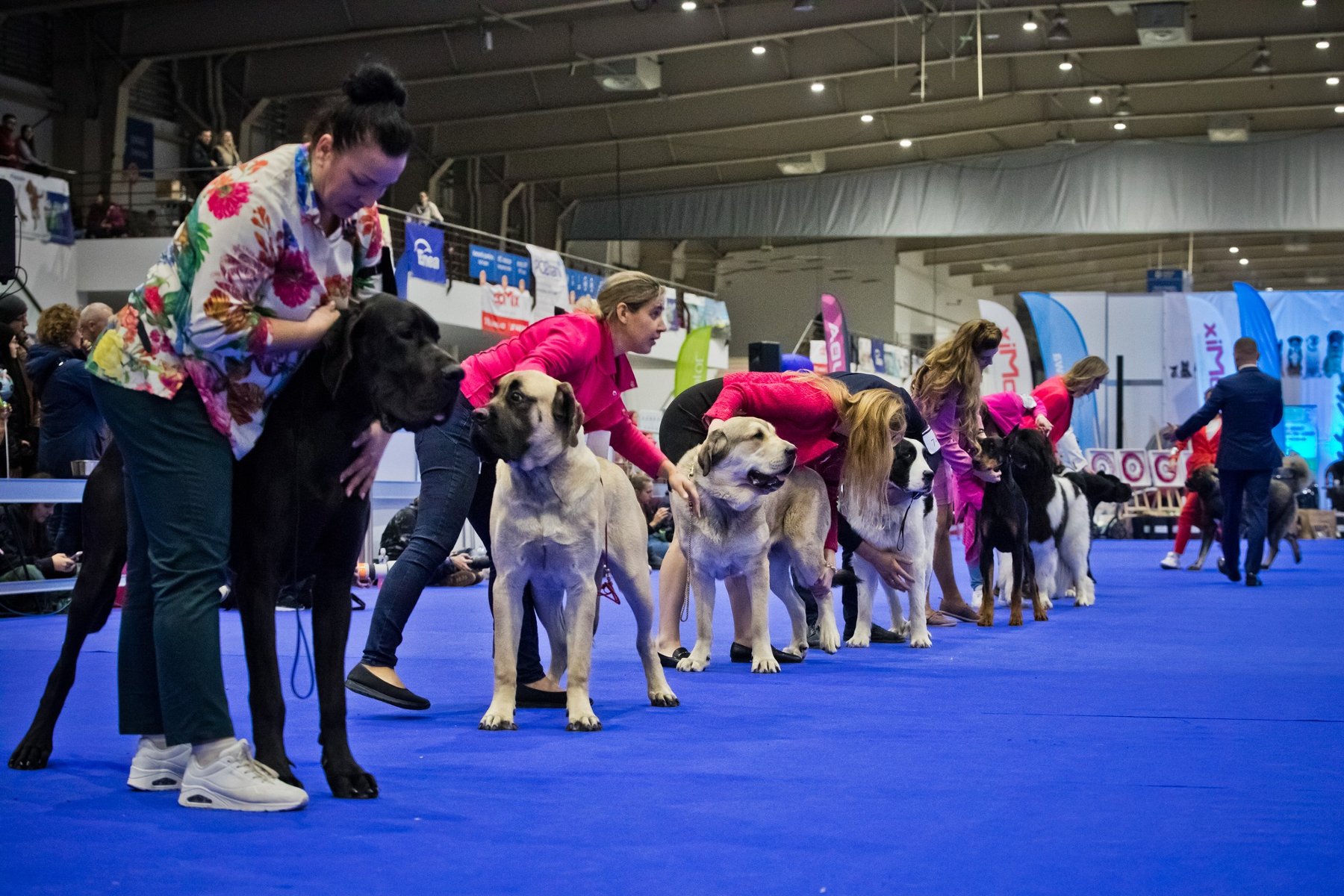 Протягом трьох днів у столиці Великопольщі буде представлено кілька тисяч породистих собак з усього світу - від популярних до рідкісних і унікальних. Фото: MTP