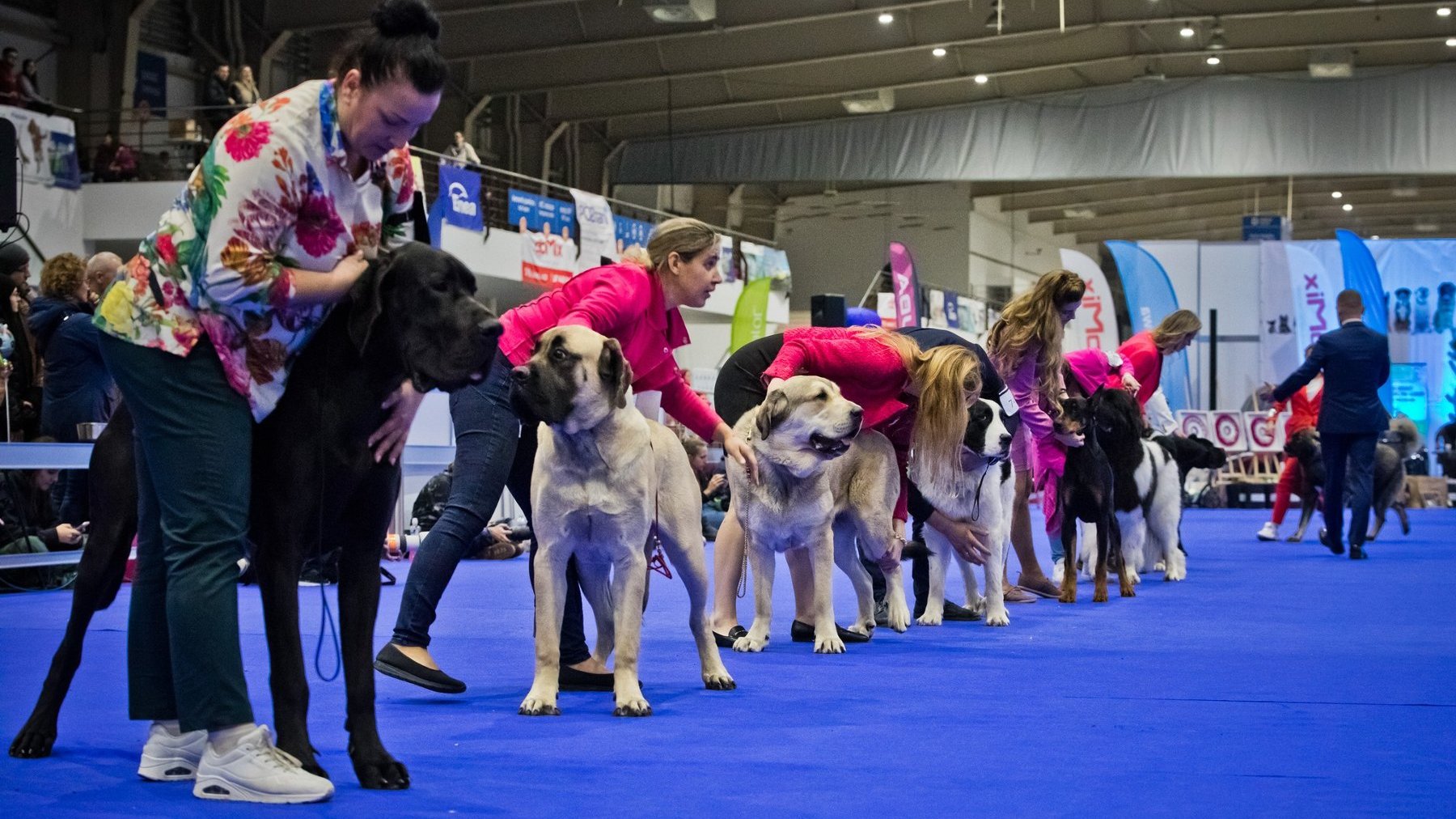 Протягом трьох днів у столиці Великопольщі буде представлено кілька тисяч породистих собак з усього світу - від популярних до рідкісних і унікальних. Фото: MTP
