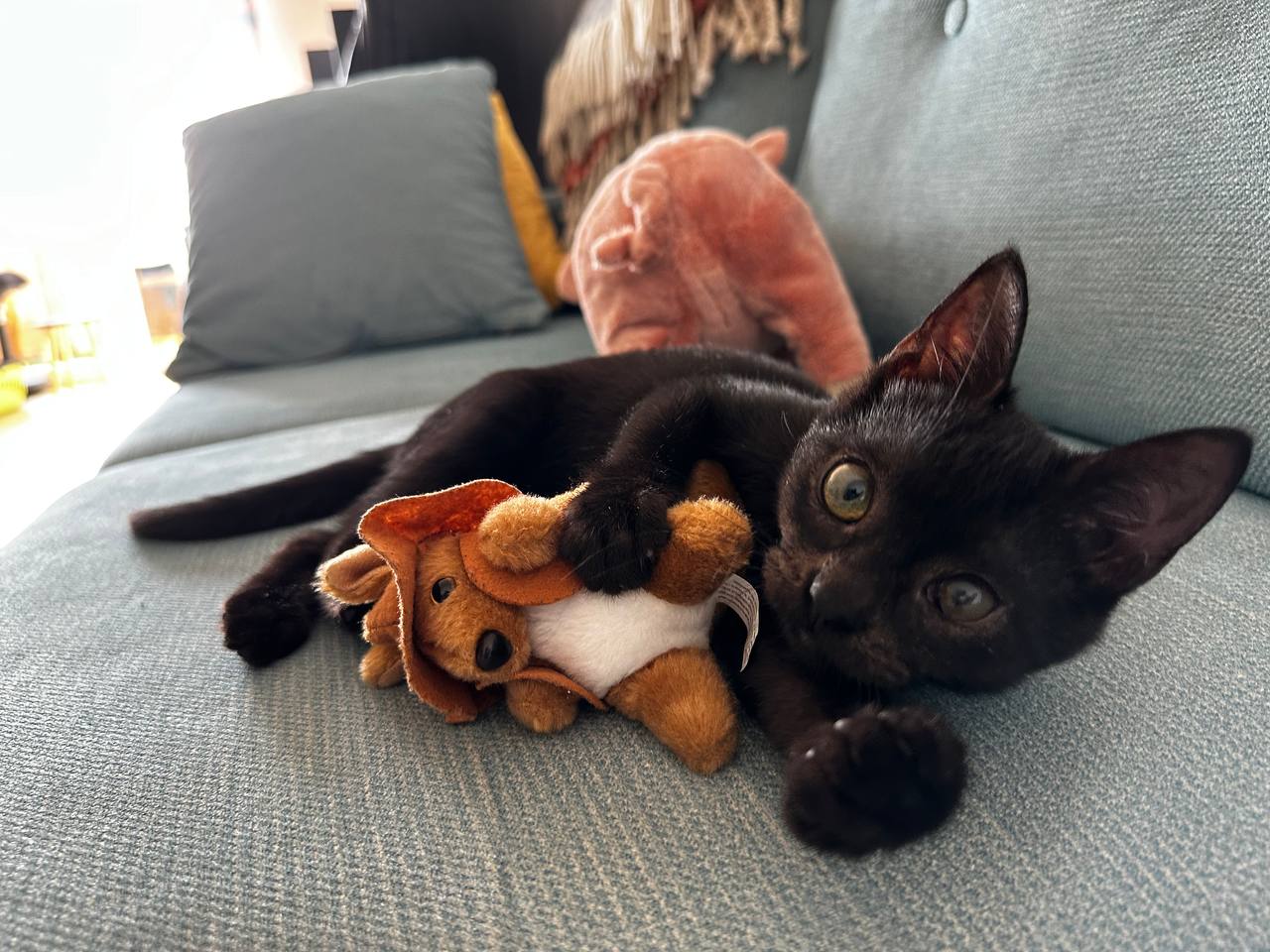Black kitten playing with plushie. - grafika artykułu