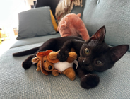 SOFTSWISS wspiera schroniska dla zwierząt w Poznaniu z okazji Międzynarodowego Dnia Zwierząt