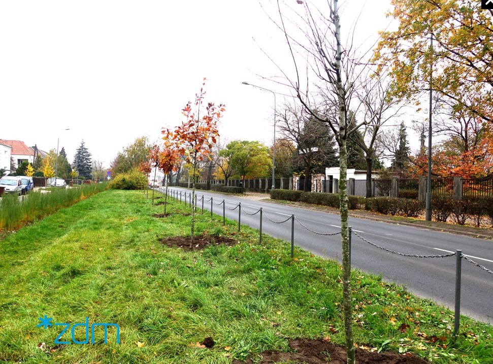 Nowa zieleń przy drogach (foto: ZDM) - grafika artykułu