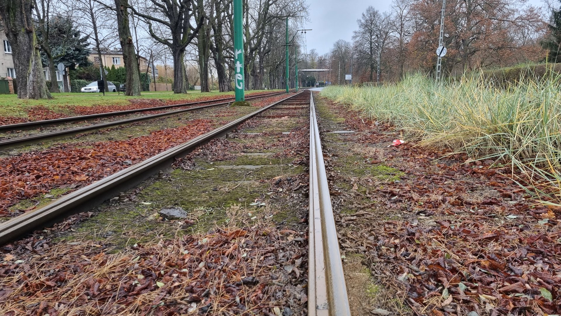 Widok z bliska wzdłuż torowiska przy Alei Wielkopolskiej, obok drzewa i roslinność przyuliczna. - grafika artykułu