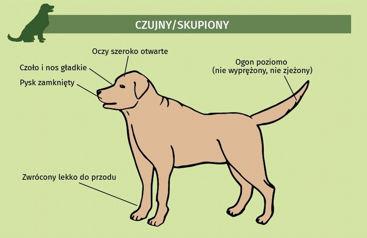 ilustracja zachowania psa