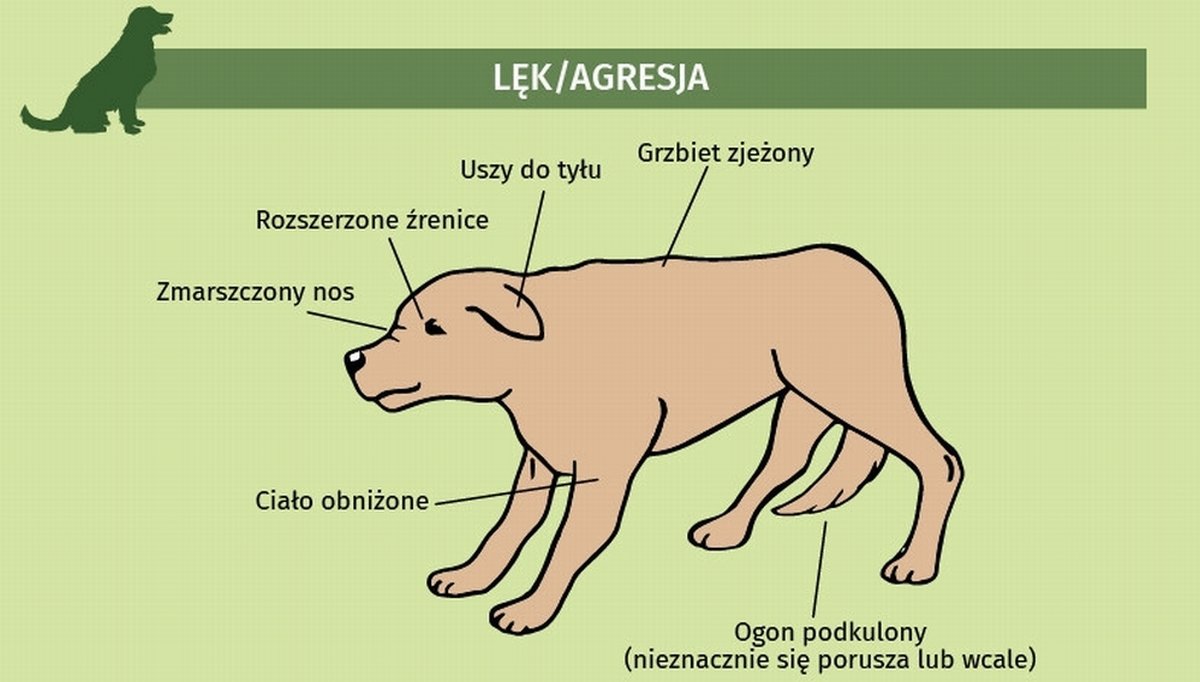 ilustracja zachowania psa