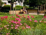 Zielone metamorfozy poznańskich ulic