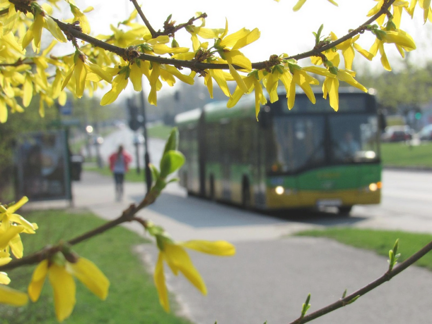 Zdjęcie przedstawia krzew kwitnącej forsycji, w tle zółto-zielony autobus mpk - grafika artykułu