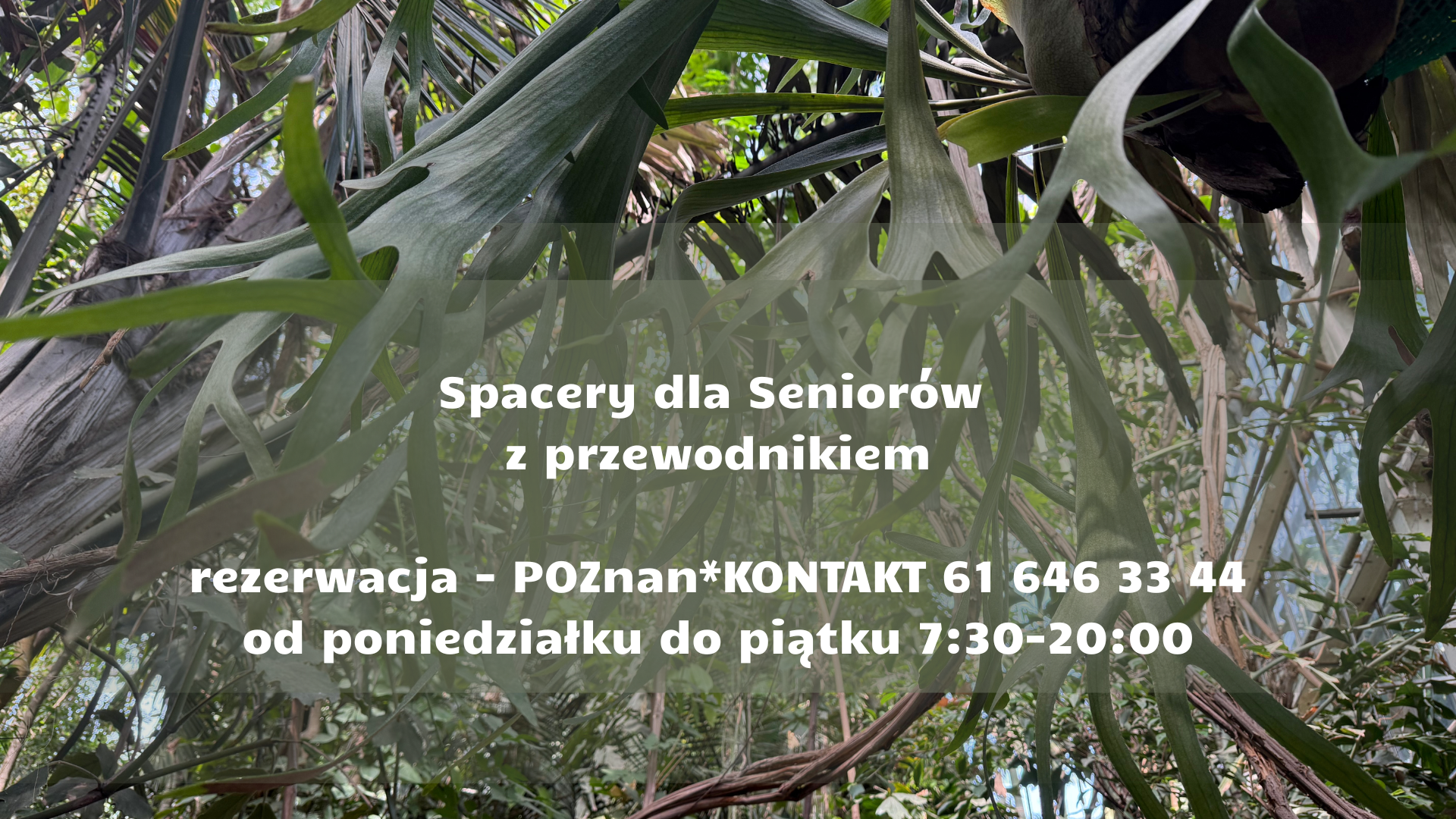 Zdjęcie przedstawia roślinność znajdującą się w Palmiarni Poznańskiej w przybliżeniu oraz tekst informacyjny napisany białymi literami. Tekst informuje o możliowści zapisów na zwiedzanie z przewodnikiem za pomocą infolinii Poznań Kontakt. - grafika artykułu
