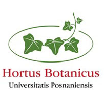 Gałązka bluszcza "Hortus Botanicus Universitatis Posnaniensis"