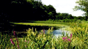 Der Großpolnische Nationalpark