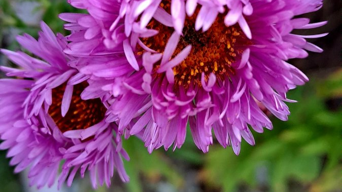 aster jesienny koloru fioletowego