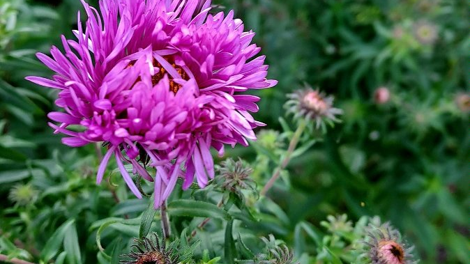 aster jesienny koloru fioletowego
