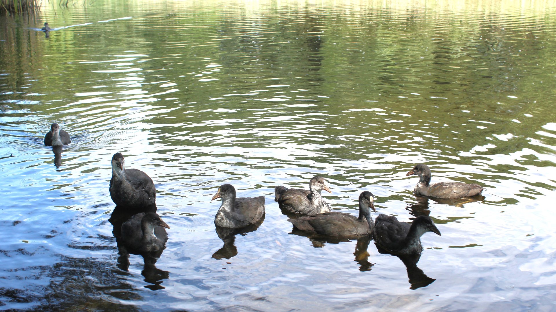 Awifauna Poznania jest dość zróżnicowana.