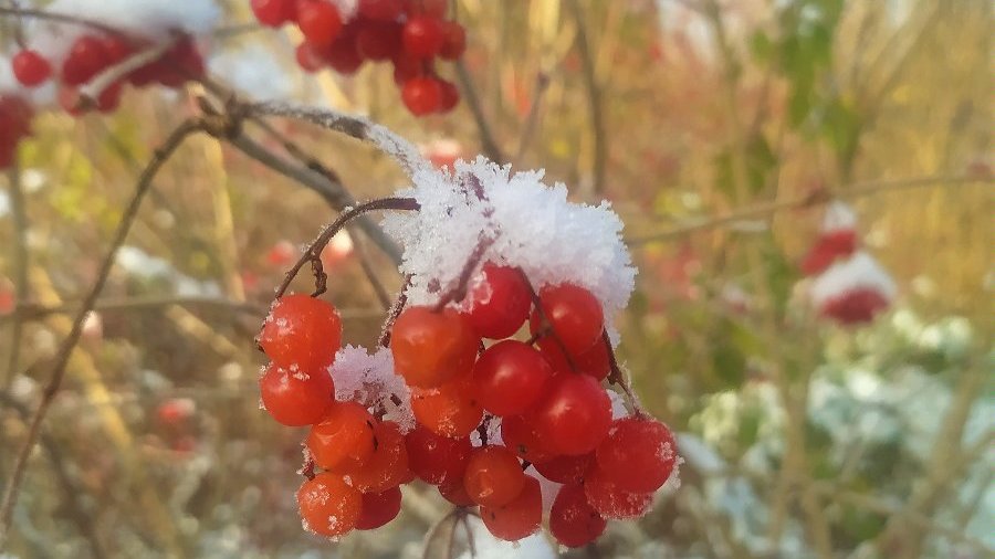 Kalina wonna (Viburnum farreri) - wonna (Viburnum farreri) - krzew odporny na mróz, na zdjęciuy widoczne pędy kaliny z ośnieżonymi owocami koloru czerwonego,zdjęcie:https://pl.wikipedia.org/wiki/Kalina_ (ro%C5%9Blina)#/media/Plik:Owoce_kaliny_koralowej_zim%C4%85.jpg