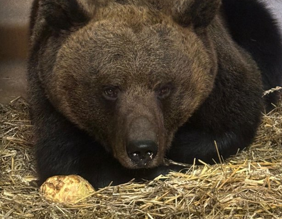 Duży niedźwiedź brunatny leży na legowisku ze słomy w betonowym wybiegu, patrząc prosto w obiektyw. Zwierzę jest ciężkie, z gęstą, brązową sierścią. Obok niego leży duży, jasny kamień lub kość.