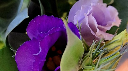 Eustoma o delikatnych i subtelnych fioletowych kwiatach
