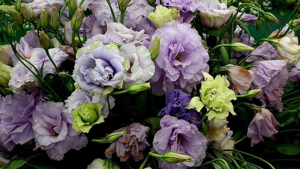 Eustoma bukiet o delikatnych i subtelnych fioletowych kwiatach