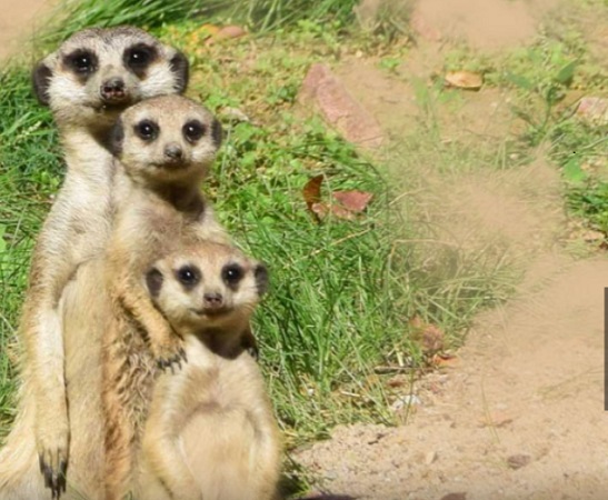 3 surikatki jedna za drugą. Z przodu najmniejsza.