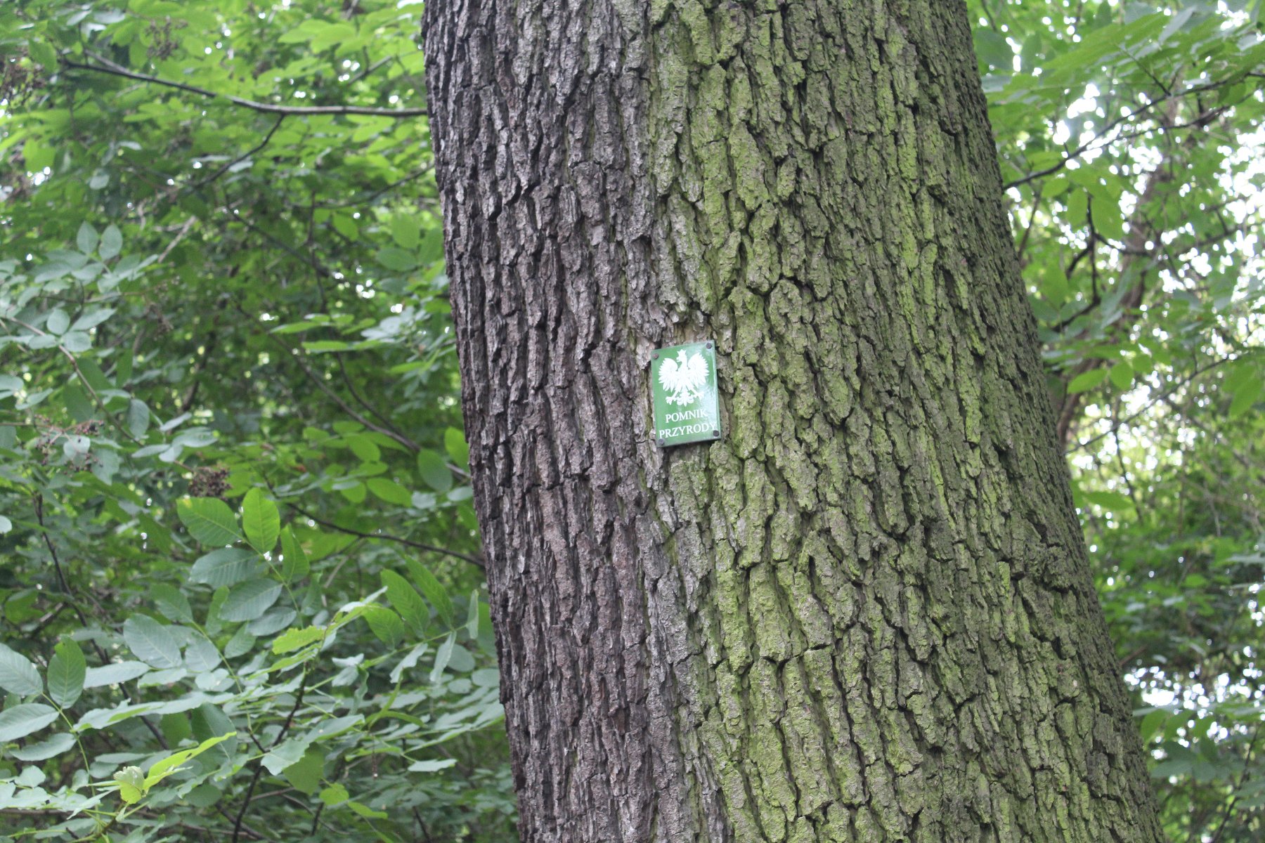 Grupa drzew pomnikowych znajduje się w parku ks. Feliksa Michalskiego