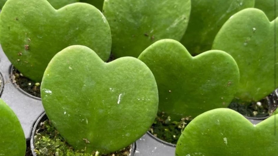 hoja