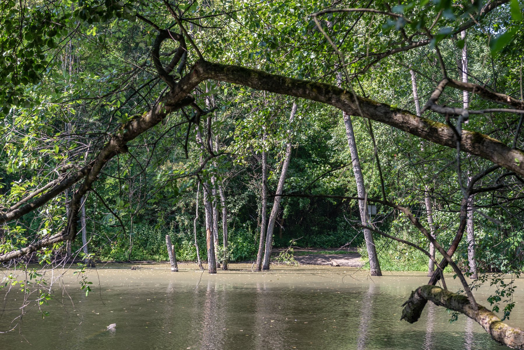 Ilustracja przedstawia mokradła, w których znajdują się konary drzew.