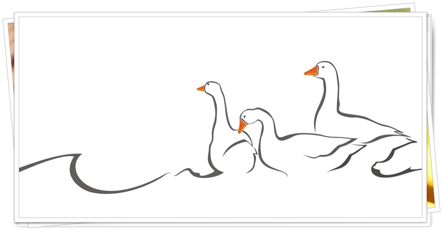 Ilustracja przedstawia trzy gęsi narysowane prostymi, eleganckimi liniami. Ptaki mają pomarańczowe dzioby i skierowane są w prawo. Rysunek jest minimalistyczny, utrzymany w czarno-białej kolorystyce z delikatnymi akcentami pomarańczu.